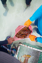 man putting lobster in sacks freshly caught spiny lobster during the regular season for harvesting ...