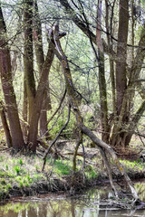 swamp scene in South West Poland