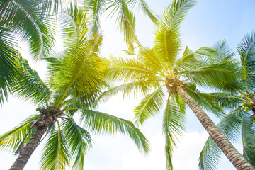 tropical palm leaf background, coconut palm trees perspective view