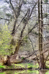 swamp scene in South West Poland