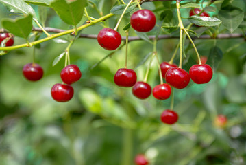 Branch of felt cherry with ripe berries in sunny weather