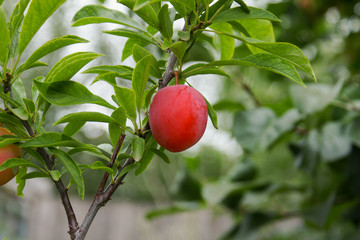 Plum with ripe red fruits and green leaves in sunny weather