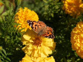 Der Distelfalter (Vanessa cardui) saugt Nektar an Tagetes erecta
