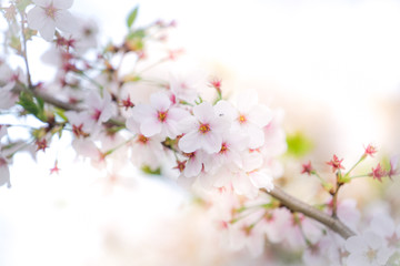 Fototapeta premium Soft focus Cherry Blossom or Sakura flower on nature background
