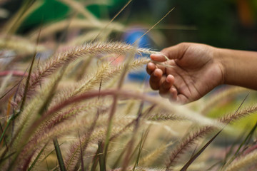 Little hand Touching Grass