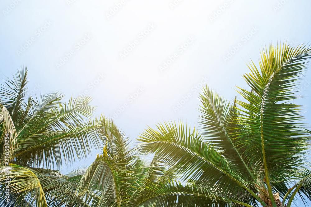 Wall mural tropical palm leaf background, coconut palm trees perspective view