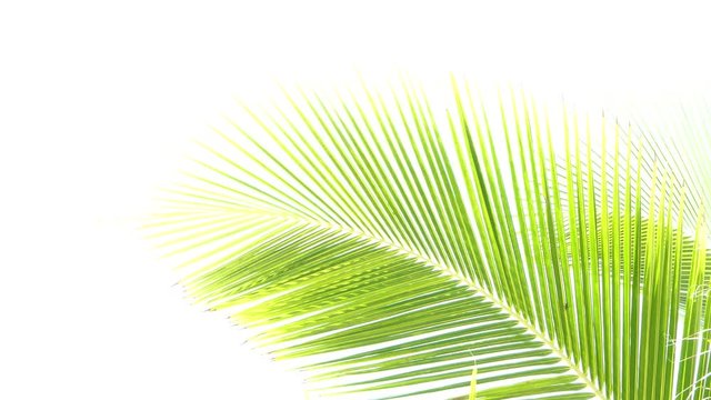 coconut trees leaf isolated on white background