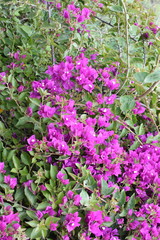 Big shrub with pink bougainvillea tripleflower flowers