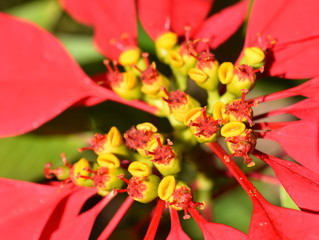 colorful, flora, bloom, blossom, poinsettia, plant, euphorbia, pulcherrima, red, closeup,...