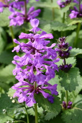 Big Betony hegdenettle Stachys macrantha flowering in a garden