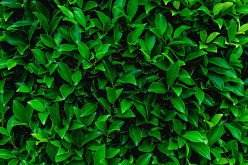 abstract green leaf natural background, tropical leaf, tiny green leaf