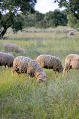 Obraz premium Sheep grazing in the pasture of Extremadura