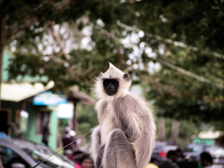 Grey Langur