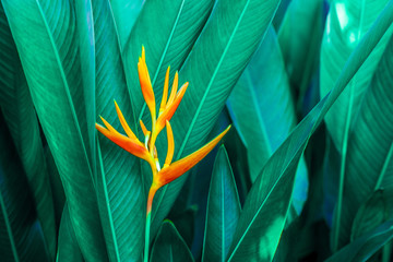 colorful exotic flower on dark tropical foliage nature background, tropical leaf