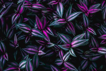 leaves of tradescantia zebrina bosse, abstract purple texture, nature background, tropical leaf