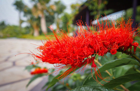 Red Spider Lily Or Hurricane Lily