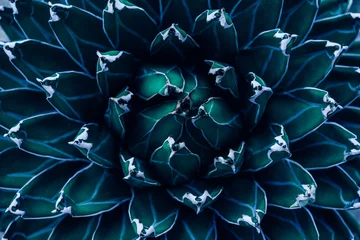 Wall murals Black closeup agave cactus, abstract natural pattern background and textures, dark blue toned 