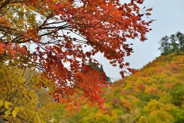 紅葉