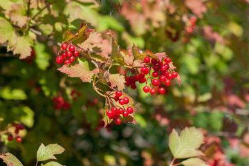 Ripe viburnum berries  on a branch close-up on a sunny day