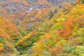 紅葉