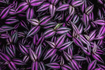 leaves of tradescantia zebrina bosse, abstract purple texture, nature background, tropical leaf