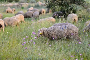 Naklejka na ściany i meble Sheep grazing in the pasture of Extremadura