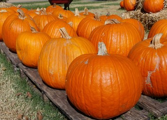 Close up of pumpkins displayed on wooden pallets