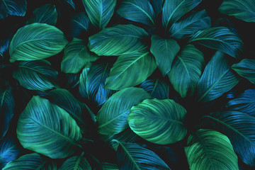 Fototapeta na wymiar leaves of Spathiphyllum cannifolium, abstract green texture, nature background, tropical leaf
