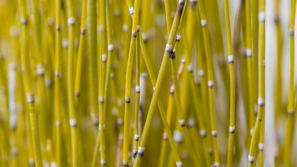 ornamental plants shaped like bamboo which are small and nice