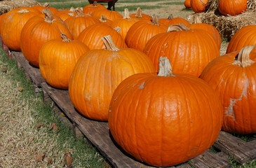 Orange pumpkins on wooden pallets at a farmer's market