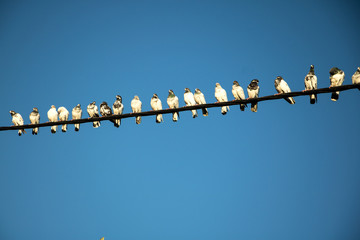 versammlung verschiedener tauben auf einem stromkabel vor blauen himmelb
