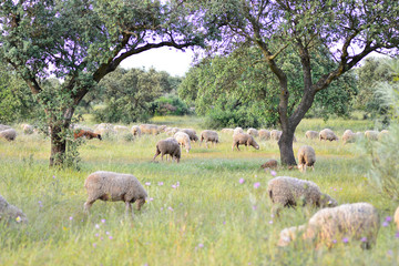 Sheep grazing in the pasture of Extremadura