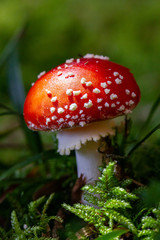 Fly agaric closeup in the forest with light ray