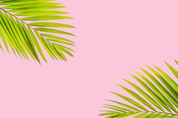 Natural green palm leaf on pastel pink background