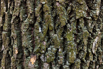 The texture of the bark of a tree. Beautiful gray background