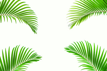 Fototapeta na wymiar leaves of coconut isolated on white background