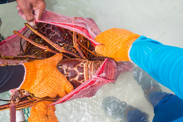 man putting lobster in sacks freshly caught spiny lobster during the regular season for harvesting ...