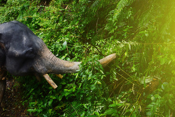 Fototapeta na wymiar Big African elephant with tusks and trunk in rainforest, wild jungle.