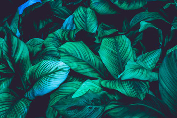 Fototapeta premium leaves of Spathiphyllum cannifolium, abstract green texture, nature background, tropical leaf