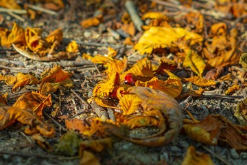 A chestnut nut lying on the ground among yellow autumn foliage