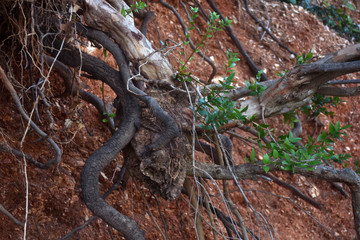 Tree Branches and roots on a rocky ground surface. Red Brown Gravel Texture. A rocky ground surface.