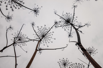 Autumn time.. Bottom view of wilted hogweed plants against a gray sky. There are dried tall stems and umbrellas. Background. Texture.