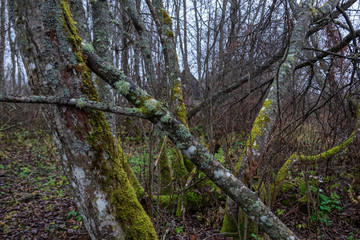 Autumn time in the forest. Alder trees covered with moss stand without leaves. Part of the trees tumbled down by the wind. In the background, the silhouette of a rural house is visible. Background. 