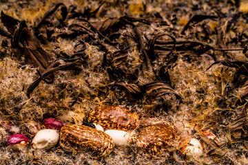 Colored beans rest on the seeds of plants
