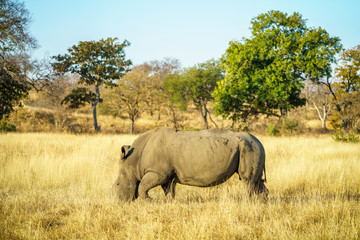 white rhino without horns in kruger national park, south africa 17