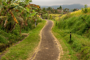 Fototapeta na wymiar asphalt pathway through the tropical rice fields and coconut palms in rural highlands of Bali