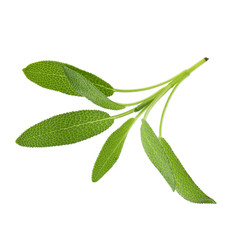Sage plant isolated on a white background