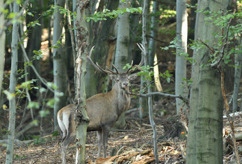 Stag deer with antlers walking in the woods in pairing season