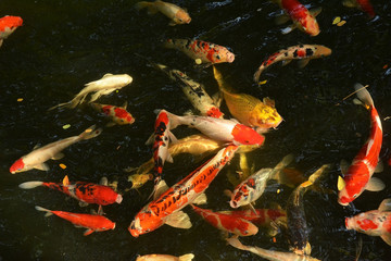 carp fish or koi fish swimming in the pond, cyprinus carpio haematopterus