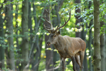Portrait of deer stag head with antlers in the forest during mating season  